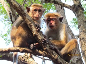 Wildlife at Sigiriya, Sri lanka. Photo:Å. Bjørke