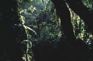 West Mau mountain rain forest, Kenya. Rain forests are important carbon sinks. Photo: Å. Bjørke