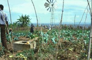 Ecological small scale vegetable farming. Homa Hills Centre, Kenya. Photo: Å. Bjørke