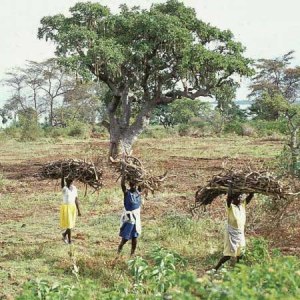Women collecting firewood. Kisumu, Kenya. Poor people in rural areas in Africa contribute very little to the greenhouse effect, but often have to pay a high price for pollution elsewhere. Photo: Dagny Nyfelt