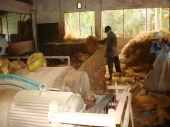 Coir - fibre from coco nuts collected