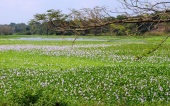 Eutrophication - water hyacinth - at Anuradaphura