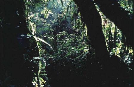 West Mau rain forest, Kenya